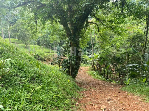 Imagem 1 de 17 de Terreno À Venda No Bairro Moura - Canelinha/sc - 2171t