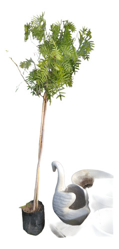 Aguaribay Árbol Nativo