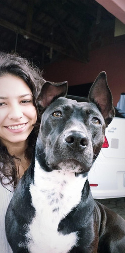 Imagem 8 de 8 de Filhotes De Pitbul Amstaff