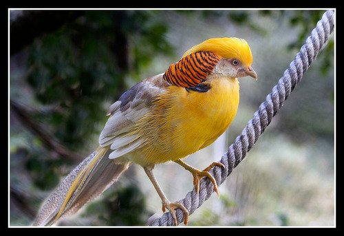 Faisan Dorado Amarillo 