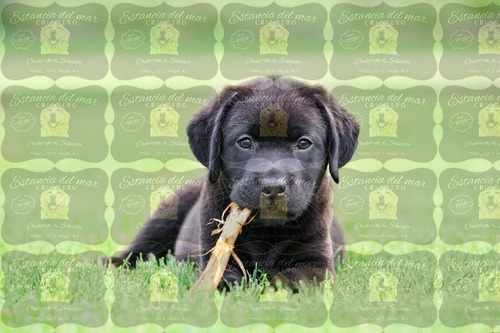 Cachorros Labrador Criados En Campo. 100% Puros Con Garantia