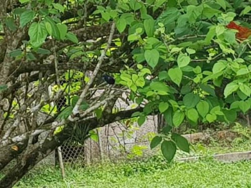 Chácara Com Piscina E 3 Dormitórios Em Itanhaém/sp 4728-pc