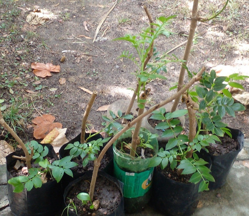 Imagen 1 de 3 de Planta De Arbol De Sauco En Envase Para Jardín O Parque