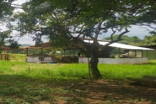 Imagen 11 de 12 de Aa Asein1731 Vende Excelente Finca En El Sector Las Manzanita En Tinaquillo Edo. Cojedes.