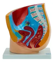 Comprar Zeigen Modelo Anatómico Seccionado De La Pelvis Femenina