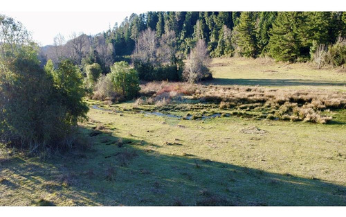 Field In Cunco Of 21.27 Ha. Incredible Opportunity