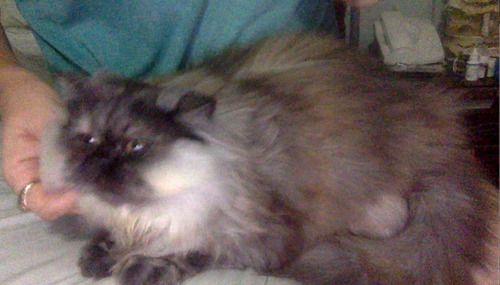 Imagen 3 de 3 de Bebe Persa Doll Face Himalaya Tortoise Shell