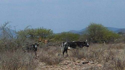 Imagen 13 de 13 de Macrolote En Venta Para Desarrolladores En Tequisquiapan, Querétaro.