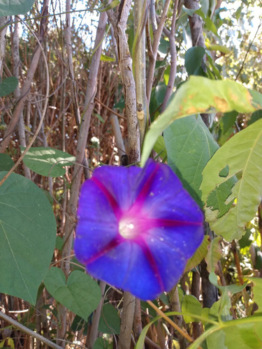 Ipomea Púrpura - Enredadera Trepadora Nativa (2 Plantas)