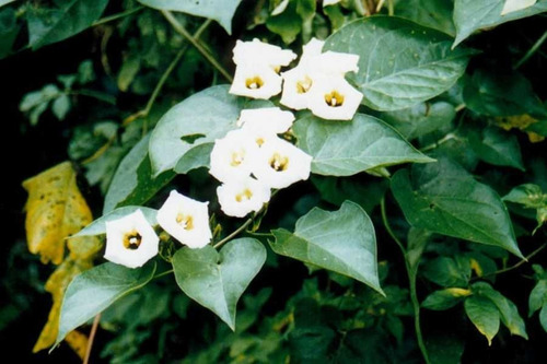 Imagem 4 de 5 de Muda De Turbina Corymbosa Linda Trepadeira De Flores Brancas