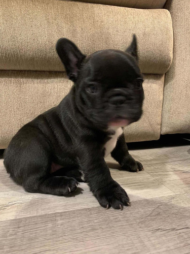 Imagen 4 de 5 de Venta De Cachorros Se Entrega Con Papeles Y Vacunados