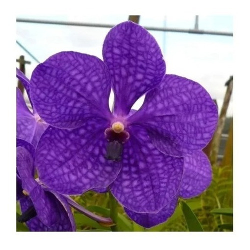 Orquídea Vanda Purple One, Planta Adulta - Apta À Floração | Parcelamento  sem juros