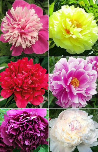 Más De 20 Semillas Mixtas De Flores De Peonía Doble Hermosa 