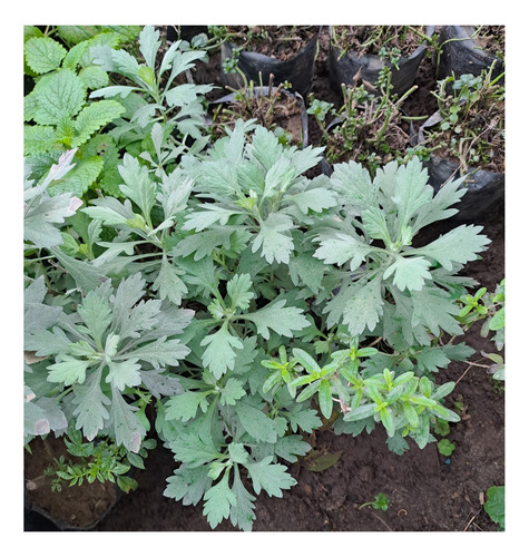 Planta Ajenjo Vivo