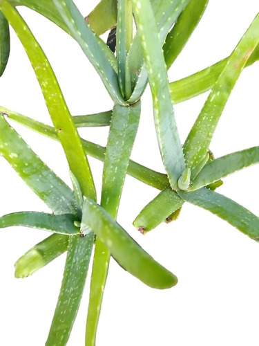 Aloe Vera = Barbadensis - M 3 Lts- 2 Años - Sin Agroquimicos