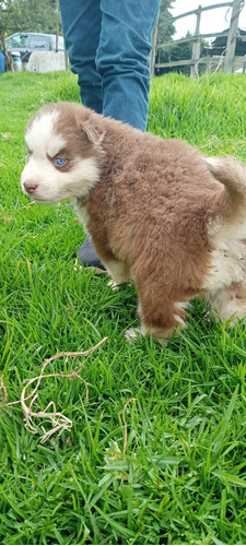 Husky Siberianos Cachorros  