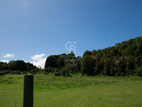 Bosque Para Conservación | Árboles Centenarios