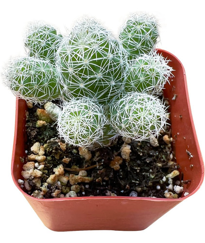 Cactus De Dedal | Mammillaria Gracilis Fragilis, Planta...