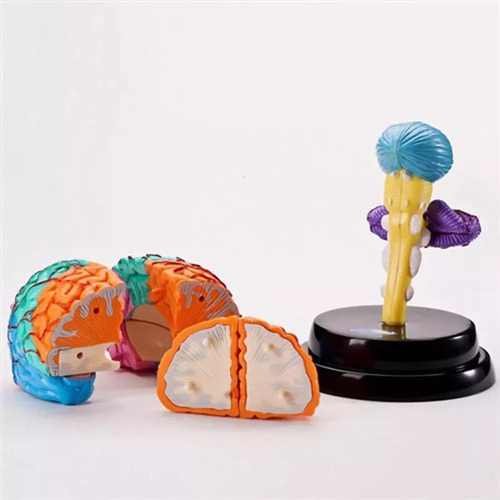 Modelagem Funcional De Ferramentas De Anatomia Cerebral C