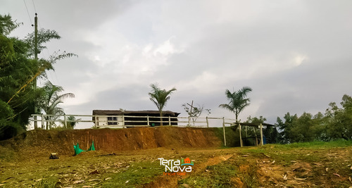 Finca Con Cultivo De Aguacate En Venta El Peñol