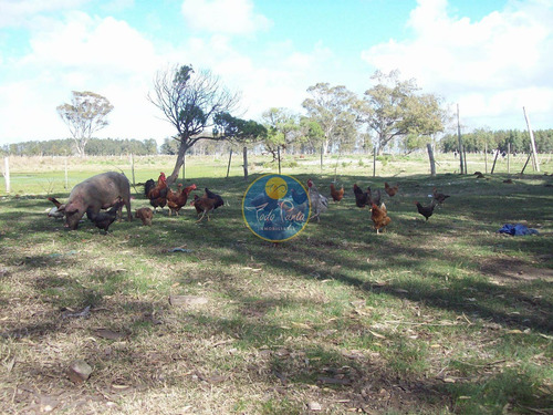 Chacra En Venta, Excelente Ubicacion, Venta, Chacra, Oportunidad, 13 Hectareas- Ref: 4769