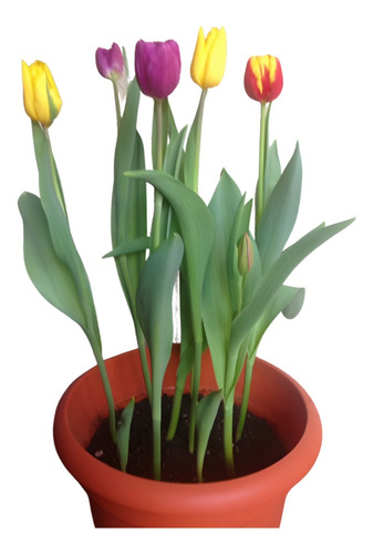 Planta Cuidados De Los Tulipanes Holandeses En Maceta