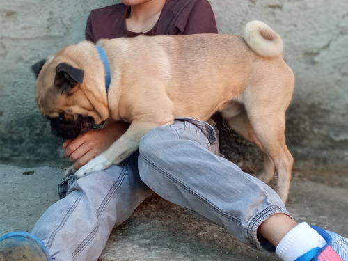 Imagen 3 de 5 de Vendo Pug Carlino Macho De 1 Año Y Medio