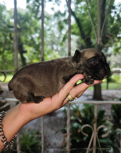 Cachorros Bulldog Francés Fca