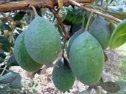 Plantas Guayabo Del Pais Aprox 1.40mts Autoctonas Deliciosas