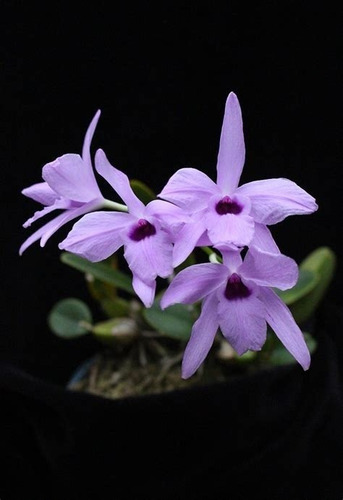 Orquidea Mormodes Y 2 Laelias Rubescents