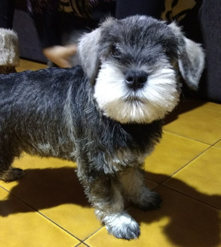 Schnauzer Miniatura Tenemos Machos/hembras