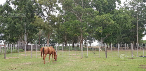 Imagen 10 de 14 de Se Vende Campo Foresto-ganadero De 1123 Ha En Paraje Galarza. Iberá. Corrientes