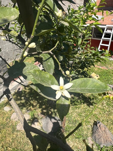 Vendo 2 Terrenos Planos, Las Arboledas, Sección Glorieta Ht527