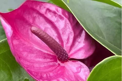 Linda Muda De Mini Antúrio Roxo, Florindo, Para Casa.