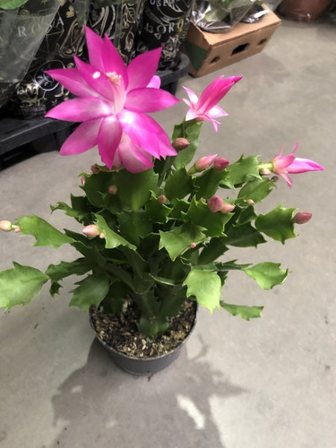 1 Muda Planta Flor De Maio Cacto Rosa Schlumbergera Truncata | MercadoLivre