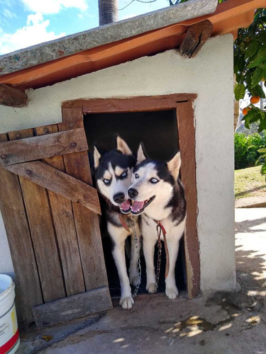 Imagem 8 de 10 de Vendo Filhotes De Husk Siberianos Puros E Raros