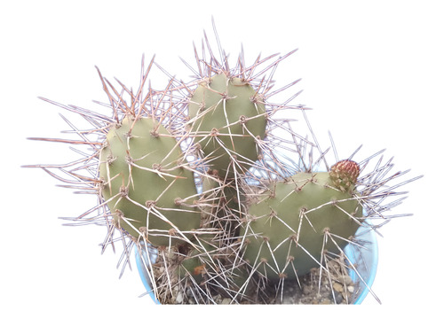Cactus Opuntia Polyacanta Maceta Nro 12 - Coleccion
