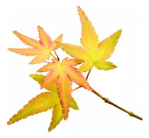 Comprar Arbol Acer Japonico Pack De 2 Uds Envio A Regiones X Pagar 