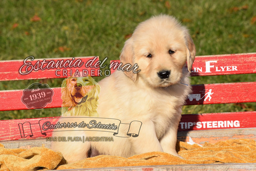 Cachorros Golden Retriever Somos Criadero Estancia Del Mar