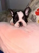 Comprar Cachorros Bulldog Frances