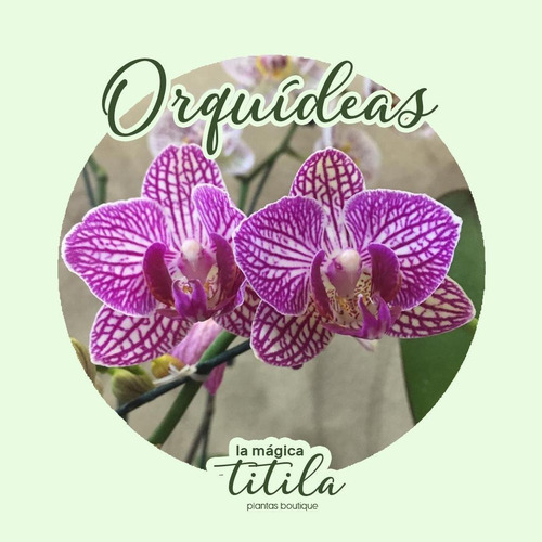 Sustrato Suelo Para Orquídeas De Mágica Titila