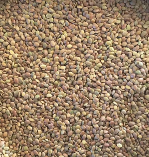 Semilla De Zamota (coursetia Glandulosa) 100 Semillas X $250