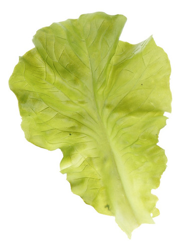 Artificial Realista Falsa Verdura Lechuga Modelo Decoración