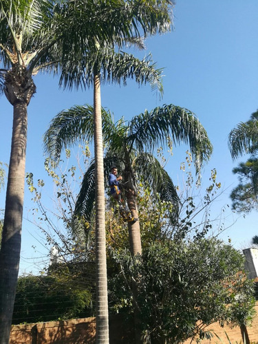 Imagen 5 de 7 de Servicio Poda Arboles En Altura Palmeras Rescate Drones