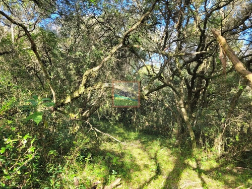 Imagen 17 de 23 de Campo Turístico 38 Hás En Zanja Del Tigre