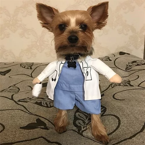 Género amplio contrabando Disfraz Halloween Doctor Medico Enfermera Perro Gato Mascota | MercadoLibre
