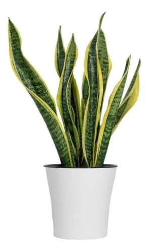 Lengua De Suegra (sansevieria) 45cm Aprox