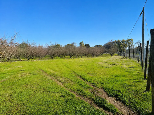 Parcela 5000m2 En Proyecto Los Avellanos, Zapallar, Curicó