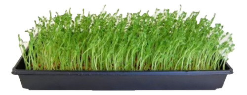 Bandeja Germinacion Microgreens Hidroponico Sprouting Pack2