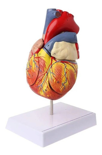 Corazón Modelo Anatómico